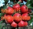 Hawthorn Berry P.E. (Shirley At Virginforestplant Dot Com)